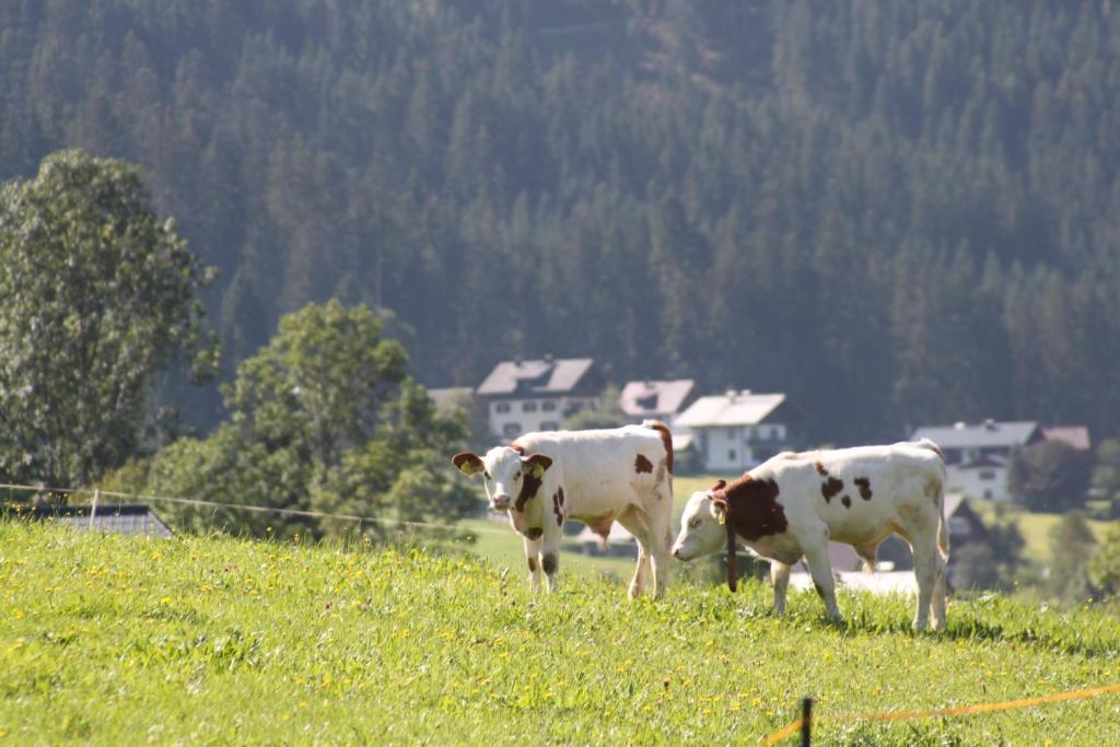 Muhlradl Apartments Gosau Eksteriør bilde